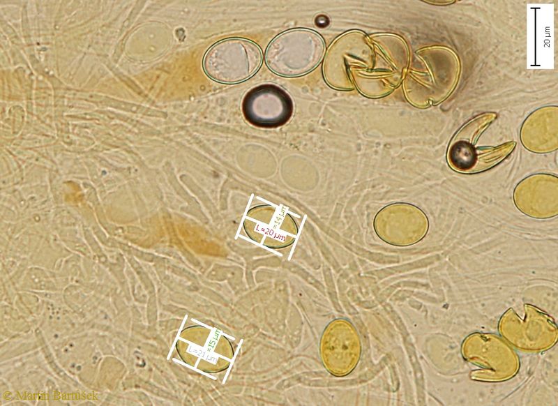 bělokosmatka osmahlá, Trichophaea woolhopeia (Houby, Fungi)